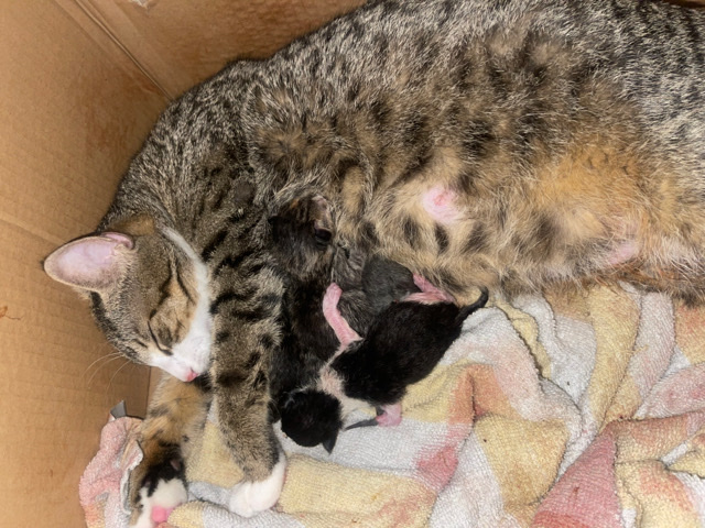 American Curl – cats/kittens
