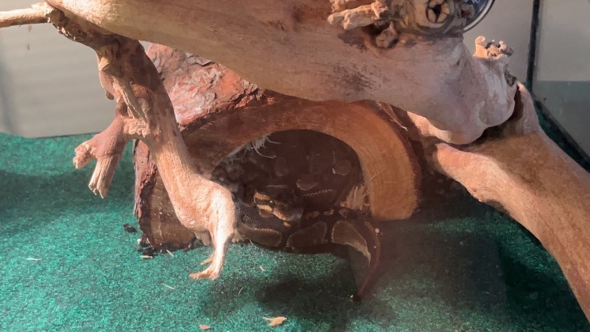 Ball Python (with supplies included)