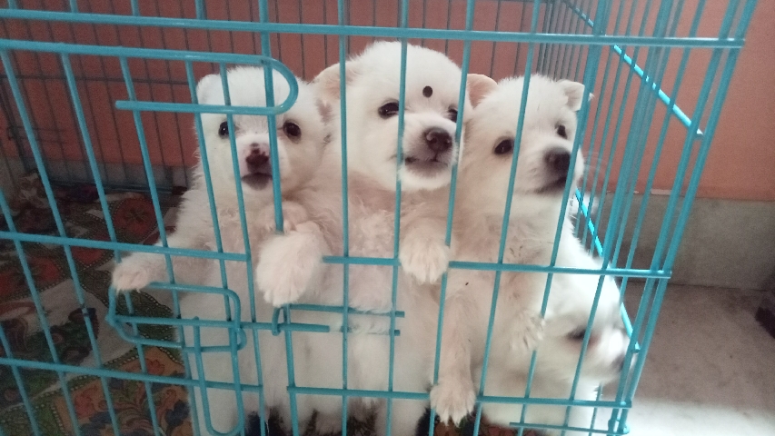 German Spitz female puppy for sale