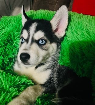 Siberian Husky – Siberian Husky