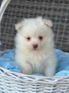 Pomeranian – Pomeranian puppy