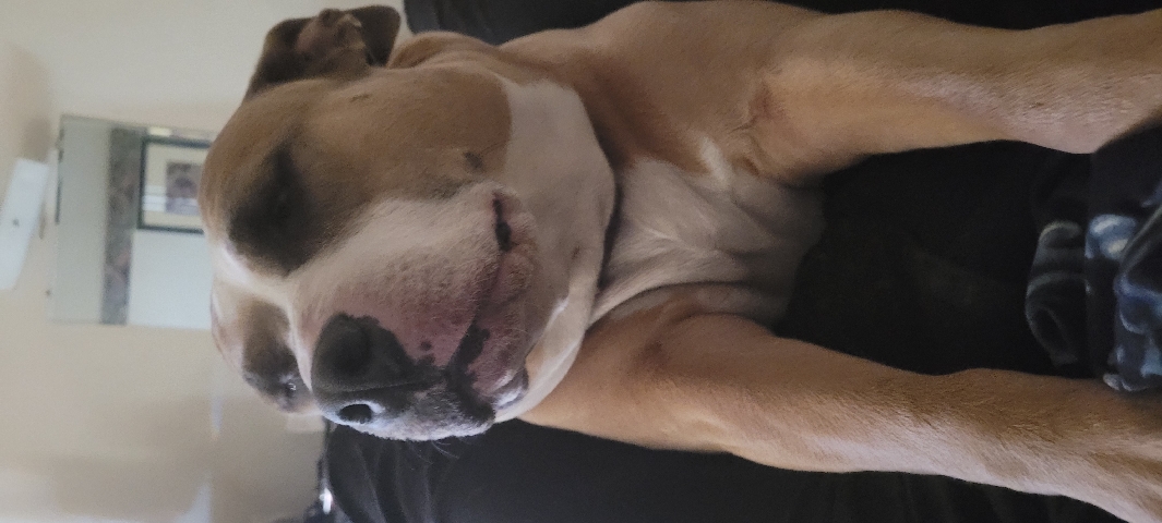 American Pit Bull Terrier – blue faun pitbull female unfixed