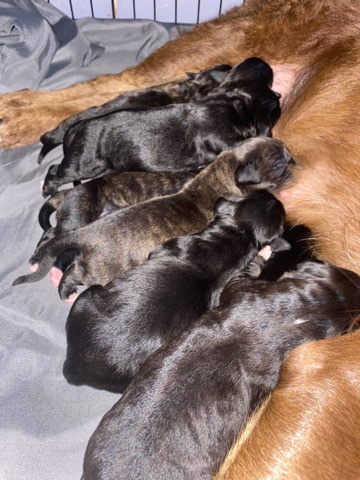 Labrador Retriever – Lab Mix breed puppies