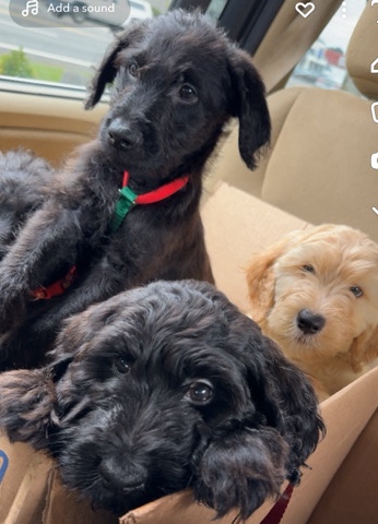 labradoodle