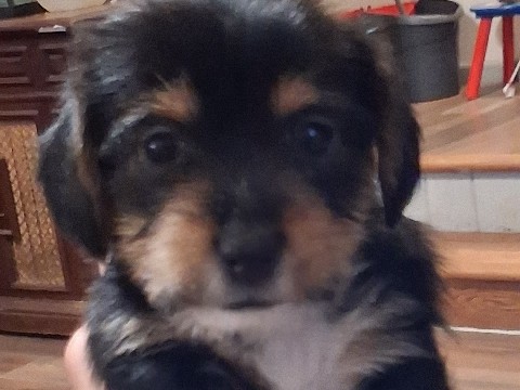 Yorkie/Dachshund – Greer