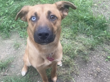 German Shepherd – German Shepard Mix – Elizabethtown