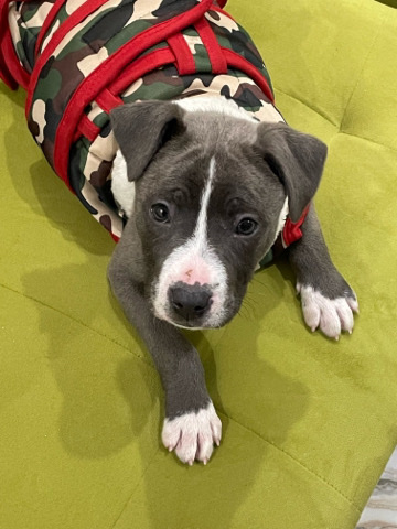 American Pit Bull Terrier – American pitbull Puppy for sale
