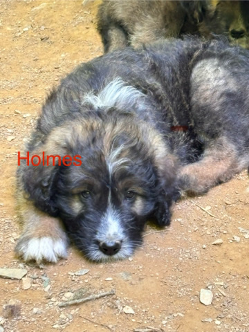 Sheepdoodle pryenese pups