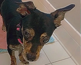 Australian Cattle Dog – Nova