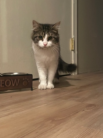 Maine Coon – cat