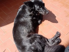Belgian Shepherd Dog (Groenendael) – Una nuova famiglia per la piccola Luna