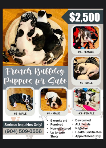 petshome%2Fadverts%2FpIBoctO6ihMXgwS1GWDV%2Fmain image