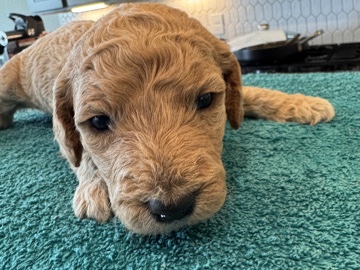 Goldendoodle – WARNING: Super Cute GOLDENDOODLES for Adoption! – Houston