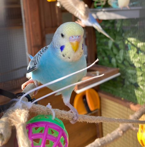 Budgerigar – for sale