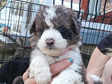 Australian Shepherd – aussiedoodle – Louisville