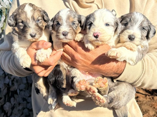Bernedoodle pups mini