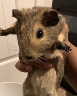 Any – rehome Guinea pig
