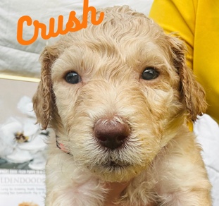 Golden doodle pups