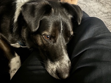 Sheppard Mix