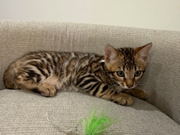 Bengal – Stunning Bengal Kitten for Sale – 2 Months Old – Marietta