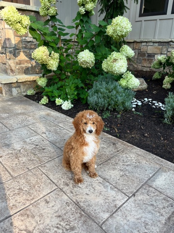 Poodle – mini poodle 3 months old