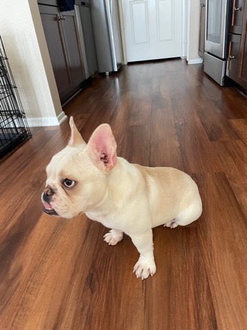 French Bulldog – French