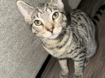 rehome – Plainville