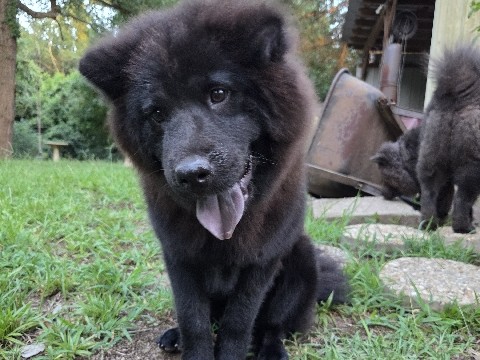 Chow Chow – Chow Chow Pup – Homer