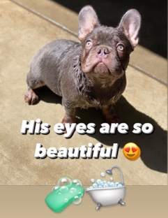 French Bulldog – Frenchies