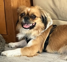 Friendly Pekingese Male 1.5 yrs old 