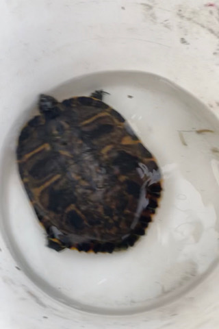selling turtle