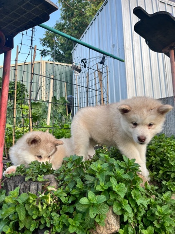 Alaskan Malamute – red Alaskan malamutes