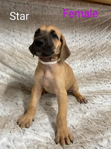 Great Dane – Great Danes