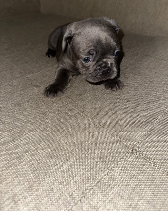 French Bulldog – frenchies