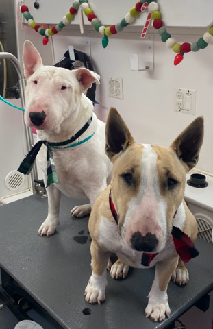 Bull Terrier – Rehoming (2) Full Bred Bull Terrier’s