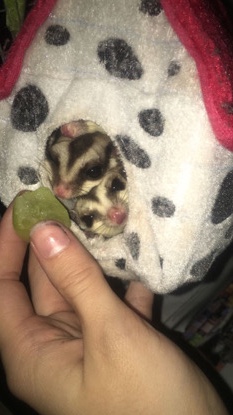 Sugar Gliders