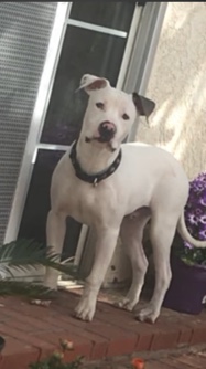 Blue Fawn PitBull