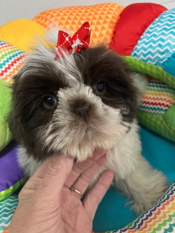 Shih Tzu – ShihTzu female