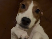 Mixed Breed – Female Mixed – San Antonio
