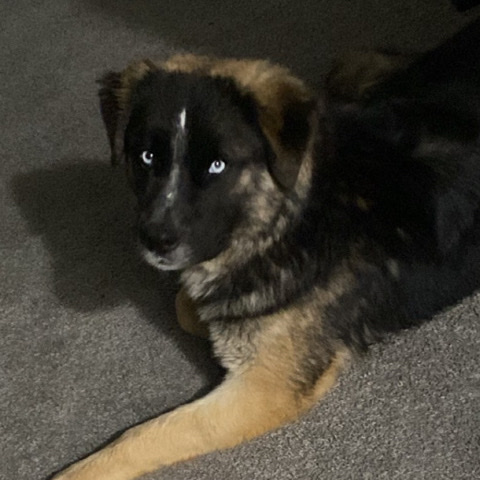 German Shepherd – pet needs new home