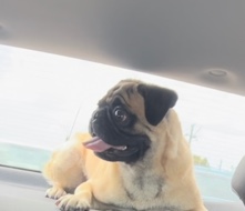 Pug – beautiful pug looking for home