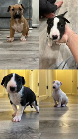Bull Terrier – Bull Terrier Puppies