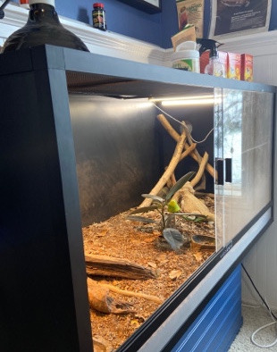 bearded dragon, with 120g stater kit