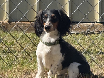 Dachshund – miniature dachshund – New Port Richey