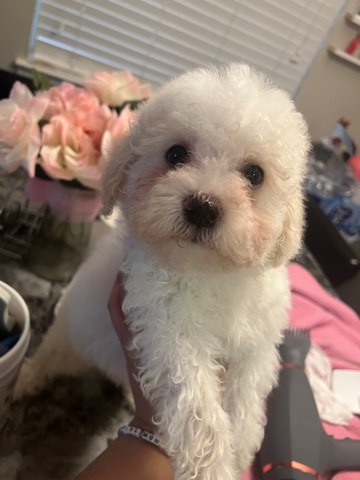 Poodle – maltipoo