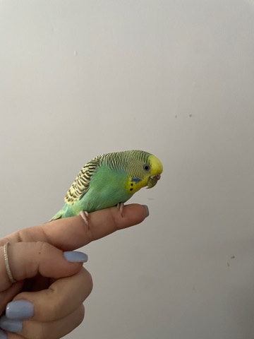 Budgerigar – Budgies