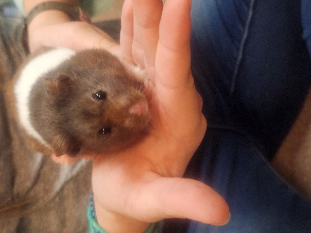 Any – Hamster with supplies