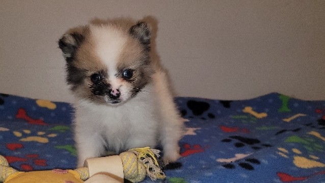 Pomeranian – pomeranian male puppy