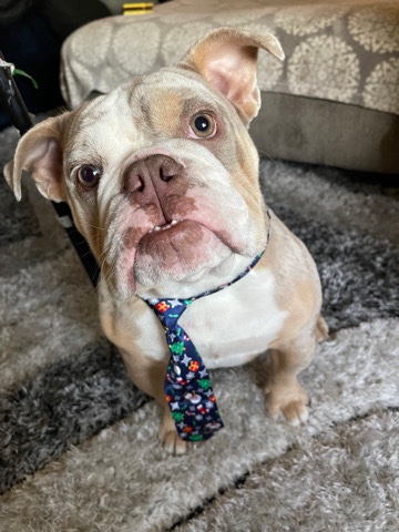 Olde English Bulldogge – Family Friendly English Bulldog