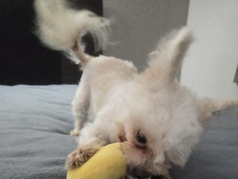 Mixed Breed – Rehoming 1 yr old Pomchi/Maltese male puppy – Dallas